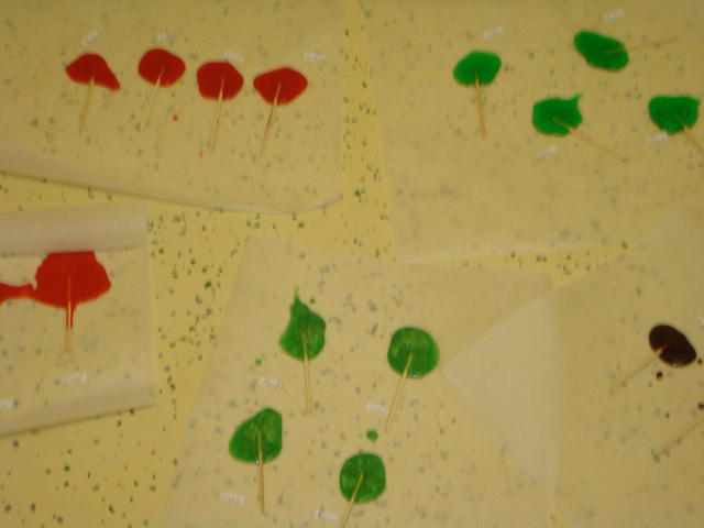DSC00798.JPG