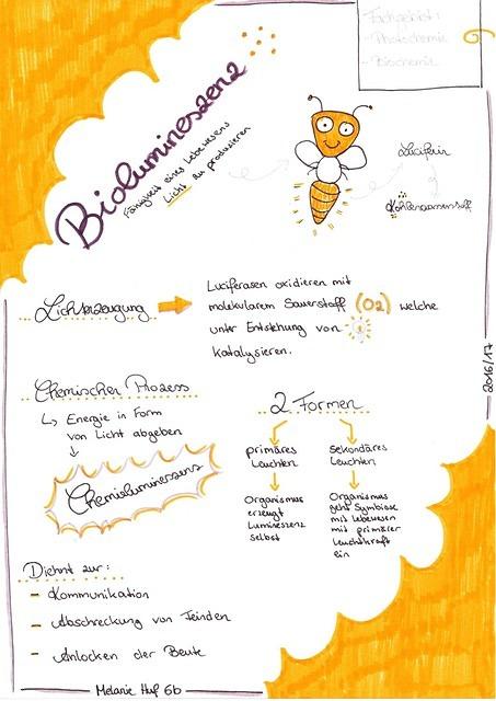 Sketchnote-2017-Huf-Melanie-Biolumineszenz