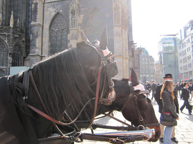 Wien 2010 045.jpg